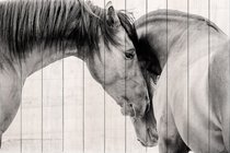 Две лошади 60х90 см, 60x90 см - Dom Korleone