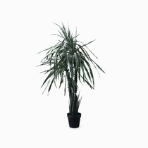 Гилоцереус высота 160, цвет зеленый - Cosmo