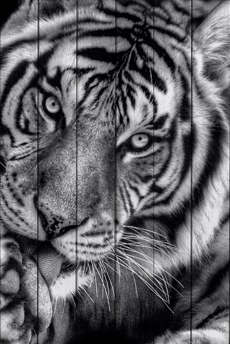 Тигр 40х60 см, 40x60 см - Dom Korleone