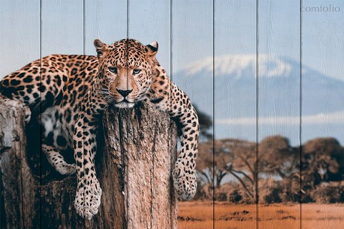 Леопард в прериях 60х90 см, 60x90 см - Dom Korleone