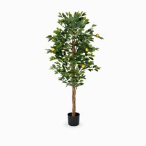 Лимонное дерево высота 150, цвет зеленый - Cosmo