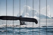 Хвост кита 80х120 см, 80x120 см - Dom Korleone