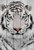Белый тигр 30х40 см, 30x40 см - Dom Korleone