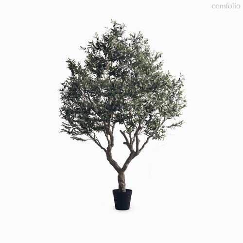 Оливковое дерево высота 250, цвет зеленый - Cosmo