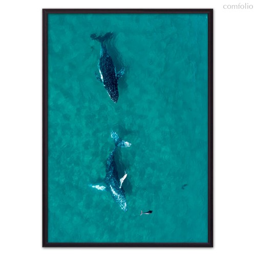 Дельфины, 50x70 см - Dom Korleone