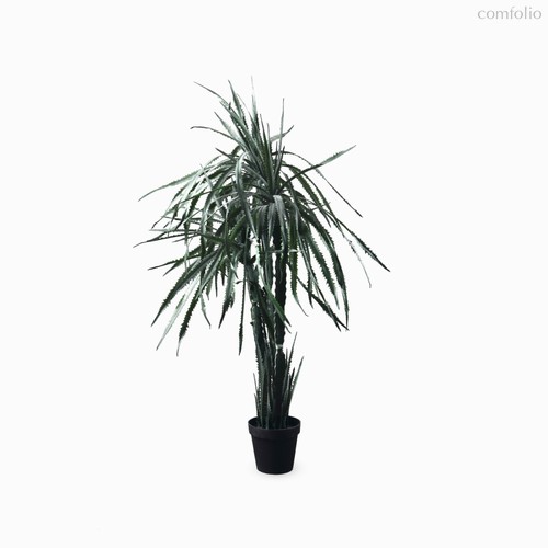 Гилоцереус высота 160, цвет зеленый - Cosmo