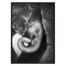 Слоненок, 50x70 см - Dom Korleone