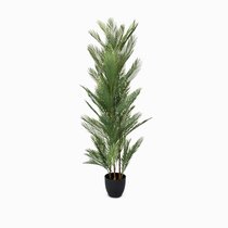 Ховея Пальмовая высота 178, цвет зеленый - Cosmo