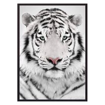 Белый тигр, 21x30 см - Dom Korleone