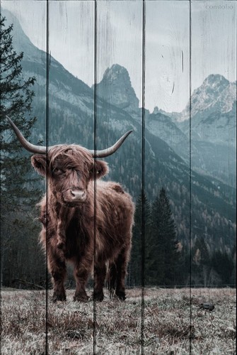 Шотландский бык 30х40 см, 30x40 см - Dom Korleone