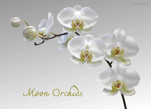 Подставки на пробке Лунная орхидея 40х29 см(4шт) - Top Art Studio