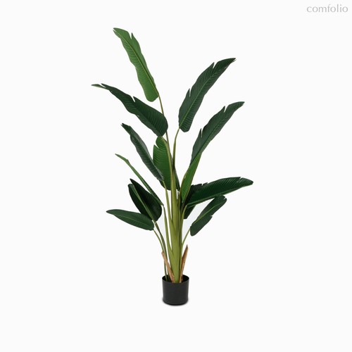 Банановое дерево куст высота 180, цвет зеленый - Cosmo