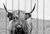 Шотландская корова 30х40 см, 30x40 см - Dom Korleone
