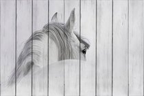 Белая лошадь 100х150 см, 100x150 см - Dom Korleone