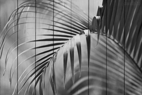 Пальмовые листья 100х150 см, 100x150 см - Dom Korleone