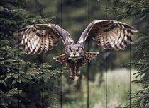 Летящая сова 100х150 см, 100x150 см - Dom Korleone