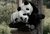 Панды 60х90 см, 60x90 см - Dom Korleone