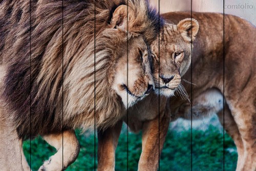 Львиная любовь 40х60 см, 40x60 см - Dom Korleone