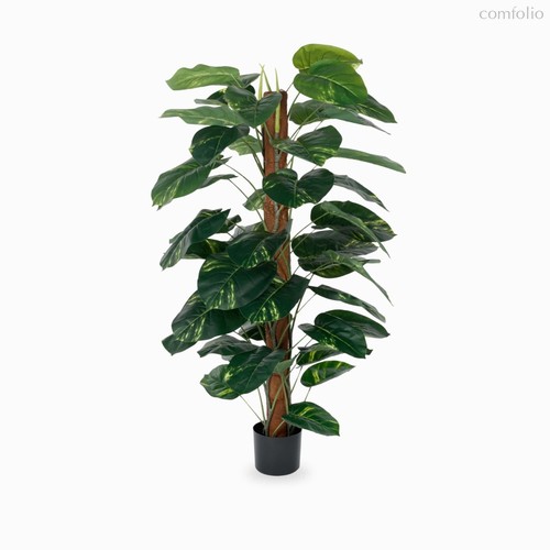 Диффенбахия высота 152, цвет зеленый - Cosmo