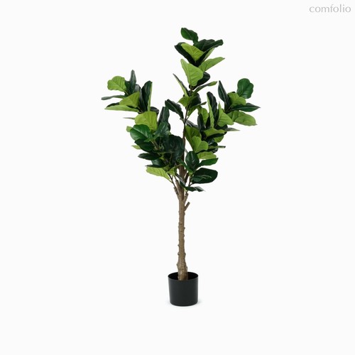 Фикус Лирата высота 165, цвет зеленый - Cosmo