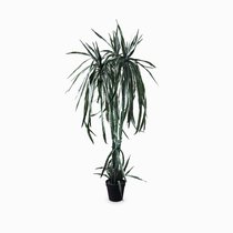 Гилоцереус высота 220, цвет зеленый - Cosmo