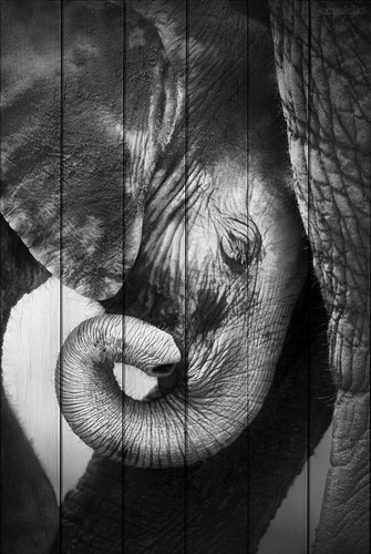 Слоны 80х120 см, 80x120 см - Dom Korleone