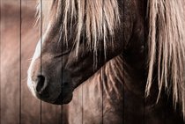 Скандинавская лошадь 80х120 см, 80x120 см - Dom Korleone