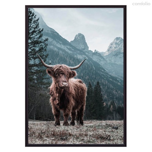 Шотландский бык, 40x60 см - Dom Korleone