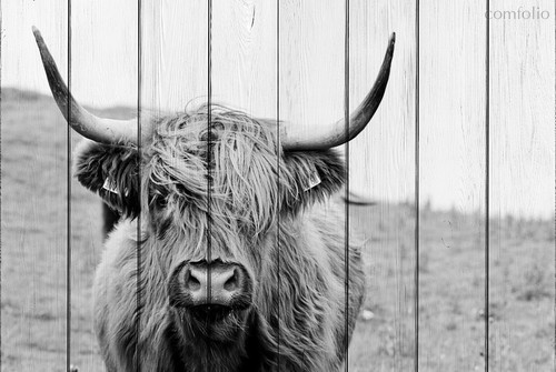 Шотландская корова 60х90 см, 60x90 см - Dom Korleone