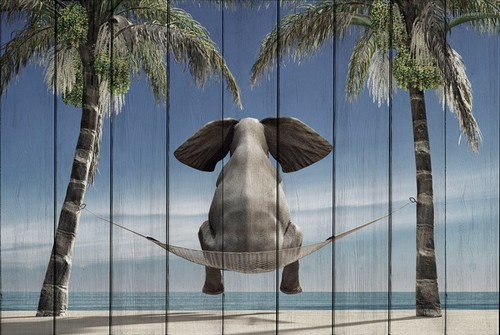 Слон на отдыхе 80х120 см, 80x120 см - Dom Korleone
