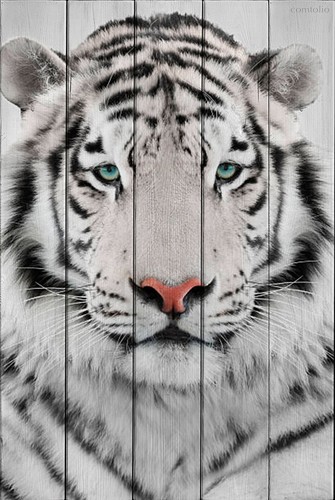 Белый тигр 60х90 см, 60x90 см - Dom Korleone