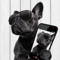 Собака с телефоном 60х60 см, 60x60 см - Dom Korleone