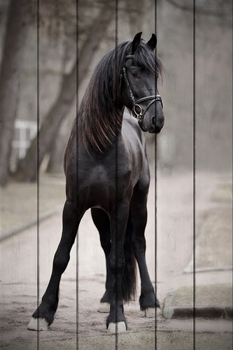 Лошадь на дороге 100х150 см, 100x150 см - Dom Korleone