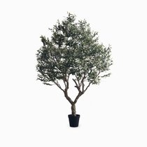 Оливковое дерево высота 250, цвет зеленый - Cosmo