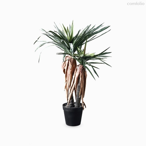 Драцена высота 150, цвет зеленый - Cosmo