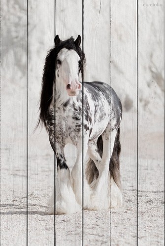 Ирландская лошадь 80х120 см, 80x120 см - Dom Korleone