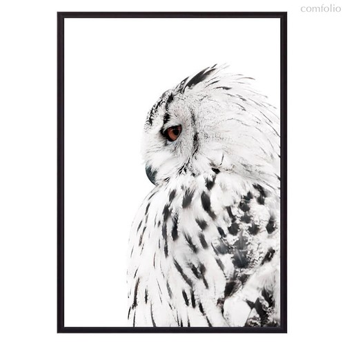 Белая сова, 30x40 см - Dom Korleone