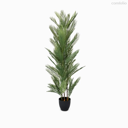 Ховея Пальмовая высота 178, цвет зеленый - Cosmo
