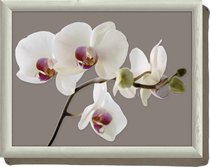 Поднос с подушкой Гармония орхидей 44х34 см - Creative Tops