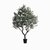 Оливковое дерево высота 250, цвет зеленый - Cosmo