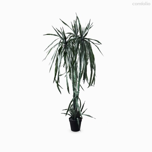 Гилоцереус высота 220, цвет зеленый - Cosmo