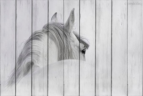 Белая лошадь 80х120 см, 80x120 см - Dom Korleone