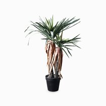 Драцена высота 150, цвет зеленый - Cosmo