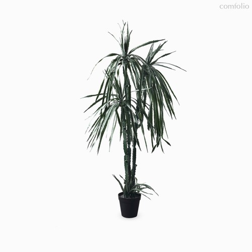 Гилоцереус высота 215, цвет зеленый - Cosmo