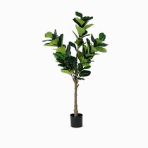 Фикус Лирата высота 165, цвет зеленый - Cosmo