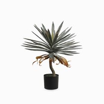 Драцена высота 72, цвет зеленый - Cosmo