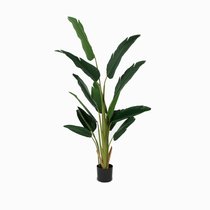 Банановое дерево куст высота 180, цвет зеленый - Cosmo